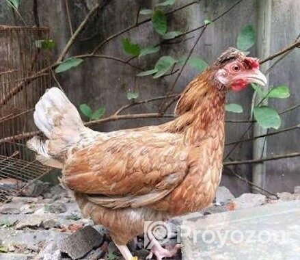 মুরগী বিক্রি
