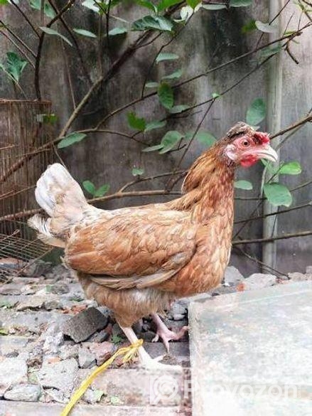 মুরগী বিক্রি