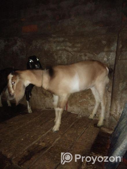 পাঠা ছাগল