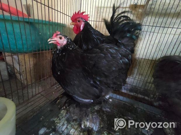 ২ জোড়া মল্টেজ কোচিং মুরগি বিক্রয় করা হবে
