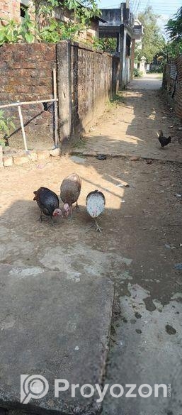 টার্কি মুরগ