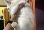 pure parshian cat odd eyes