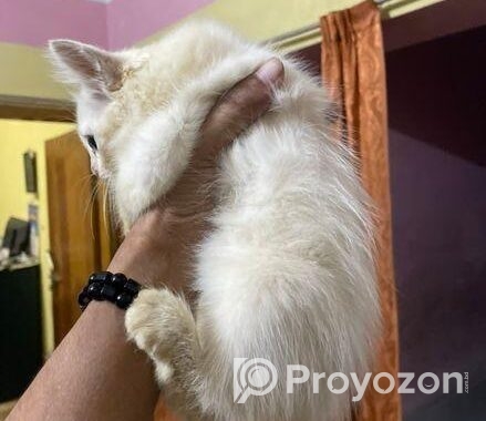 pure parshian cat odd eyes
