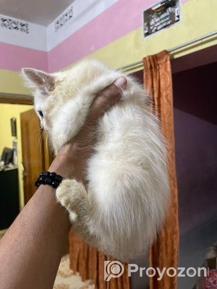 pure parshian cat odd eyes