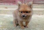 Toy Pom