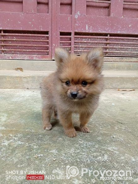 Toy Pom