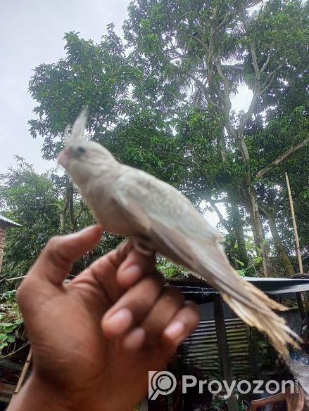 হোয়াইট ফেস ককাটেল