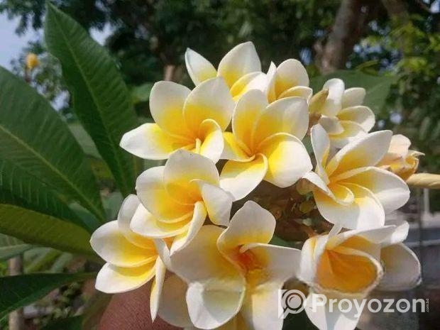 কাঠগোলা যাদের লাগবে