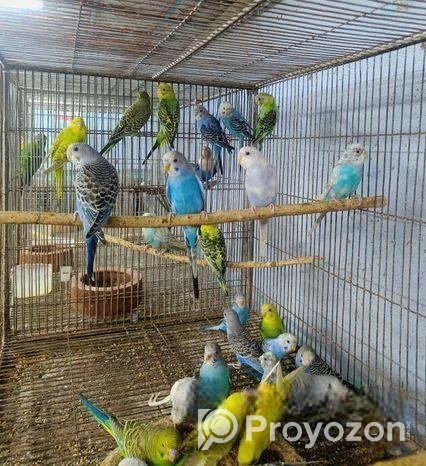 বাজরিগার পাখি