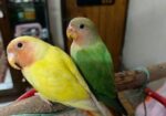 Tame Size & Cockatel Baby, Conure Lovebird Pair