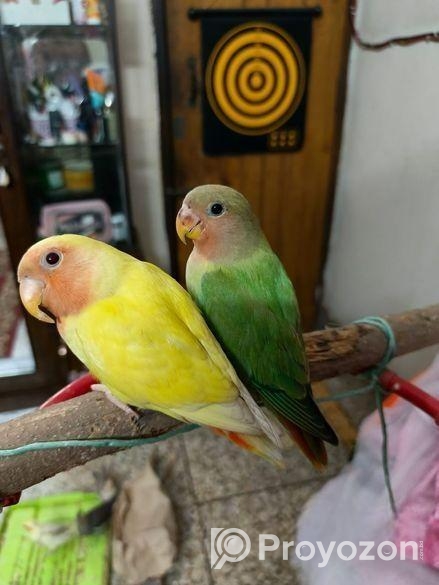 Tame Size & Cockatel Baby, Conure Lovebird Pair
