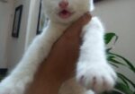 Mixed Breed Female Cat