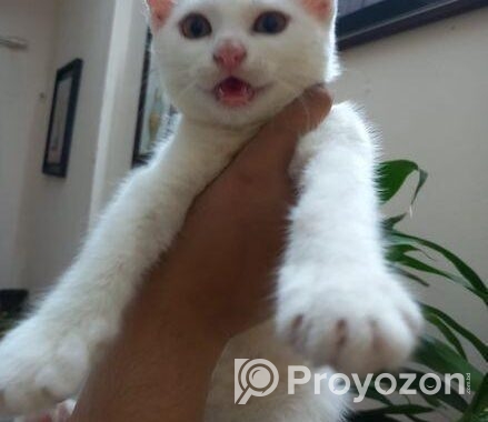 Mixed Breed Female Cat