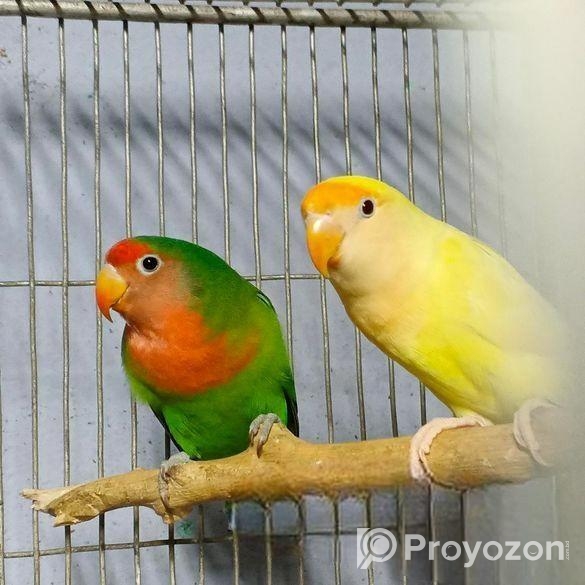 লাভবার্ড পেয়ার