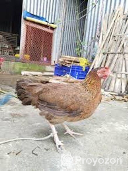 মুরগী বিক্রি