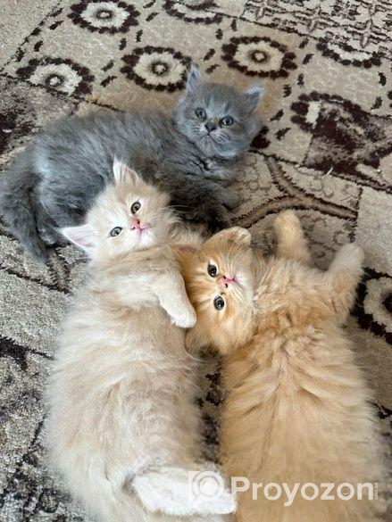 বিড়াল বিক্রি হবে