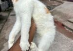 Persian And American Shorthair Cat Er Mixed