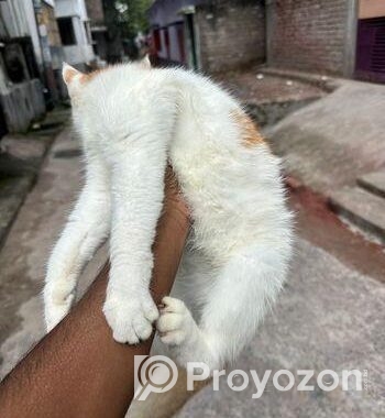 Persian And American Shorthair Cat Er Mixed