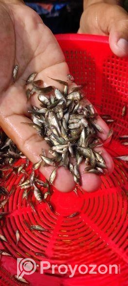 মাছের পোনা