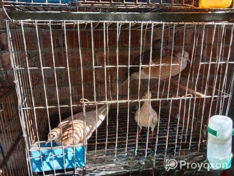 চার জোড়া অস্ট্রেলিয়ান ঘুঘু পাখি ড্রিম বাচ্চা ও খাচা সহ বিক্রি হ