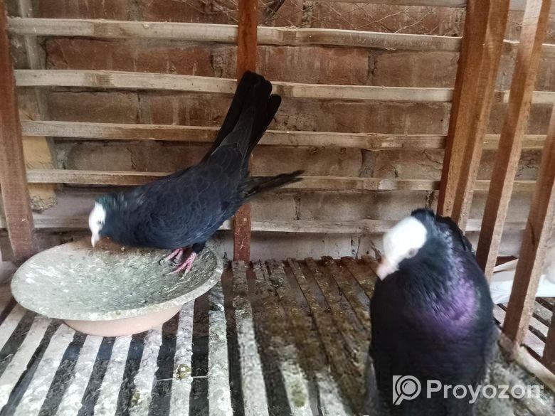 লোটন , মুক্খী ময়ূরী