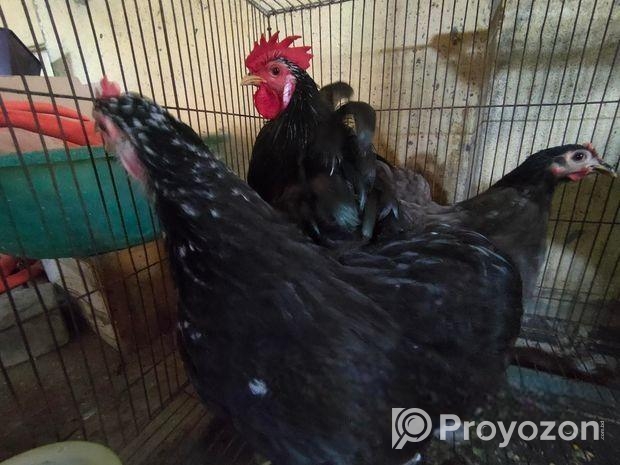 ২ জোড়া মল্টেজ কোচিং মুরগি বিক্রয় করা হবে