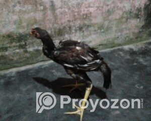 fitted-16_2025-10-23_09-44-43