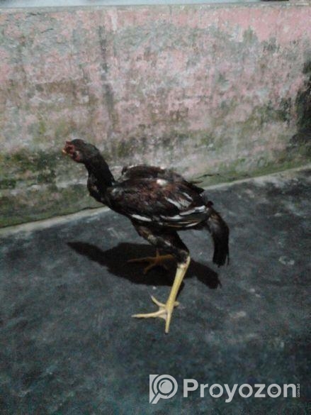 1 Ti Sorali Morgan Bikri Korbo