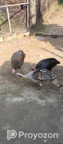 টার্কি মুরগ