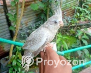 fitted-16_2025-10-27_21-49-02