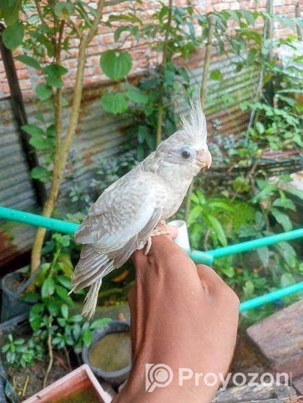 হোয়াইট ফেস ককাটেল