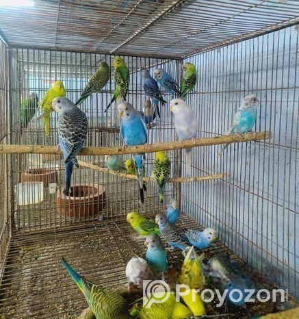 বাজরিগার পাখি