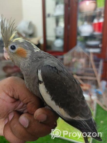 Tame Size & Cockatel Baby, Conure Lovebird Pair
