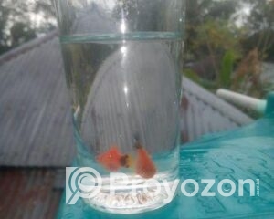 fitted-16_2025-10-29_22-46-19