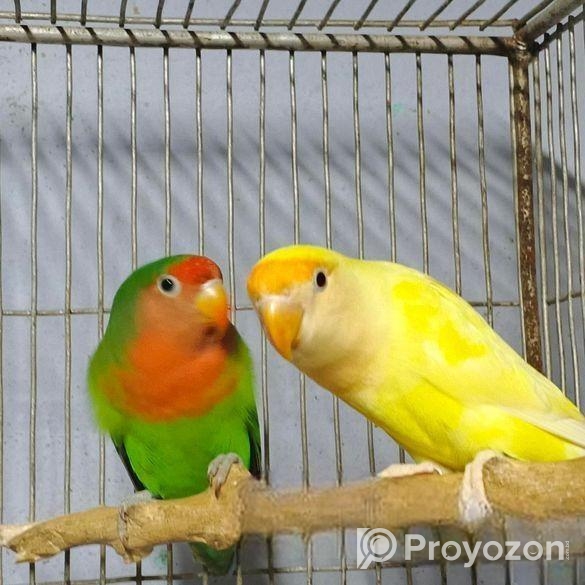 লাভবার্ড পেয়ার