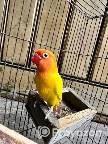 ইয়েলো ফিসার লাভবার্ডস মেইল