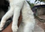 Persian And American Shorthair Cat Er Mixed