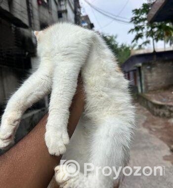 Persian And American Shorthair Cat Er Mixed