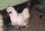 Silky Murgi Running Pair