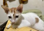 Cat For Adoption