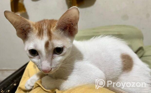 Cat For Adoption