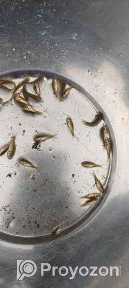 মাছের পোনা