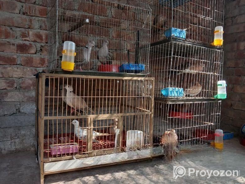 চার জোড়া অস্ট্রেলিয়ান ঘুঘু পাখি ড্রিম বাচ্চা ও খাচা সহ বিক্রি হ