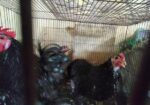 ২ জোড়া মল্টেজ কোচিং মুরগি বিক্রয় করা হবে