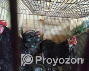 fitted-17_2025-10-20_22-32-58