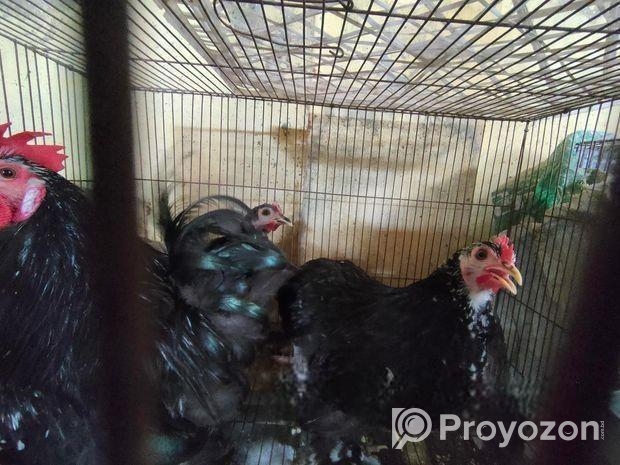 ২ জোড়া মল্টেজ কোচিং মুরগি বিক্রয় করা হবে
