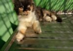 Persian High Quality Mix Calico Female