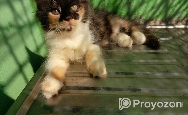 Persian High Quality Mix Calico Female