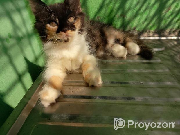 Persian High Quality Mix Calico Female