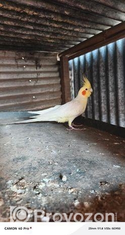 কোকাটেল পাখি